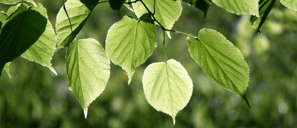 des tilleuls à petites feuilles, tilia cordata, promotion d'été