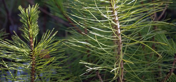 des pins noir, pinus nigra, promotion d'été 