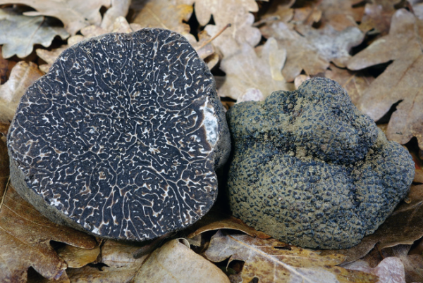 Truffe noire du "Périgord" (tuber melasnosporum)